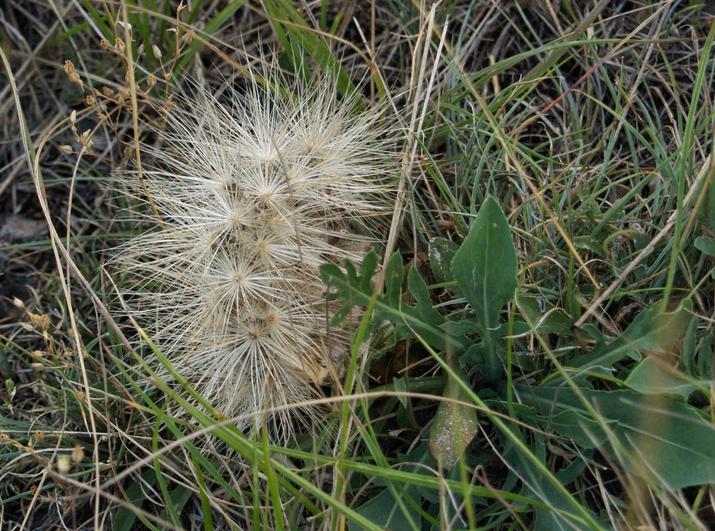 Thistle, Dwarf blue fruit